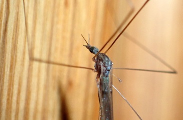 P5215197a.jpg